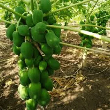 Sweet Papaya Plant